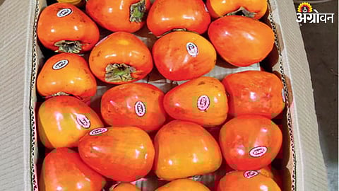 Persimmon Fruit