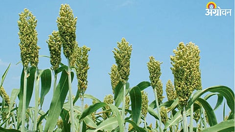 Crop Insurance : रब्बी पिकांचे १५ हजारांवर विमा प्रस्ताव दाखल