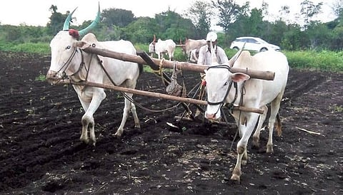 Rabi Sowing Sangli