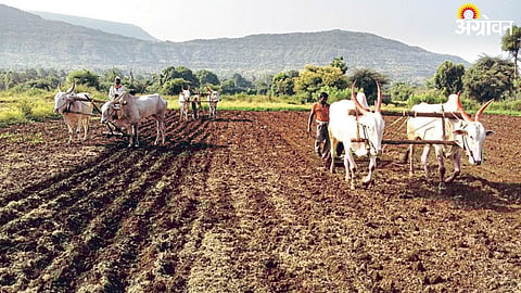 Rabi Sowing