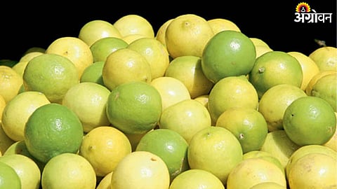 Lemon
