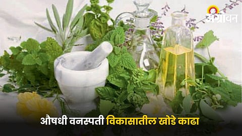 Medicinal Plants