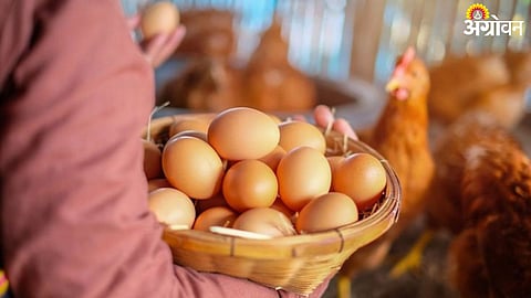 Egg Rate