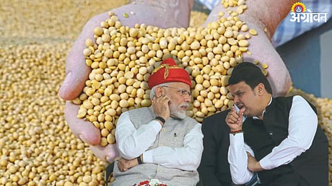 Soybean