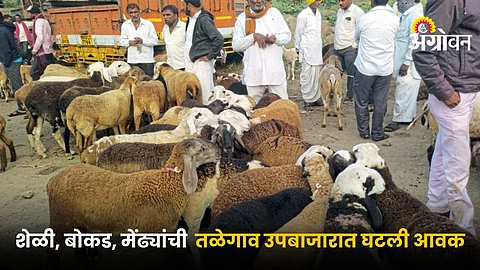 Animal Market