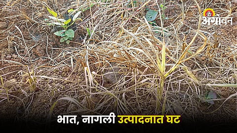 Agriculture Issue