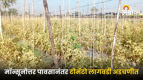 Tomato Farming
