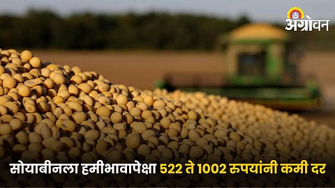 Soybean Market