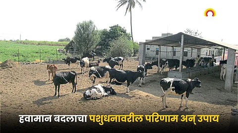 Animal Husbandry