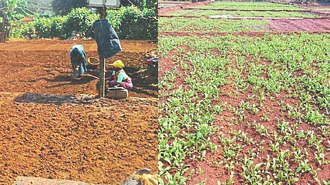 Farmers in Konkan