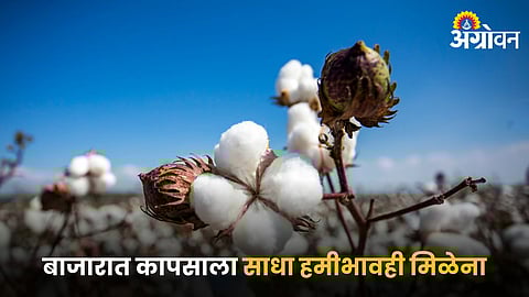 Cotton