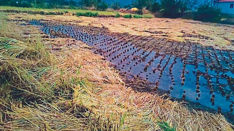 Kolhapur Rice Production