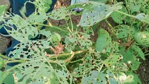Cotton Pest Attack : कपाशीच्या पिकावर अळीचा हल्ला; पानांची चाळणी