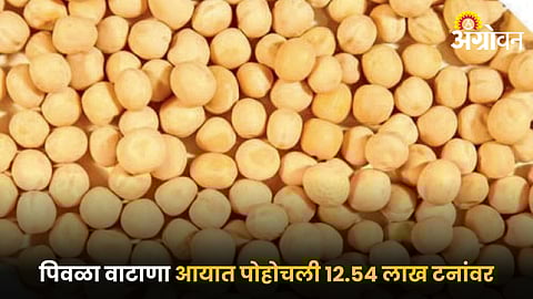 Yellow Peas