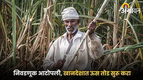 Sugarcane Harvesting