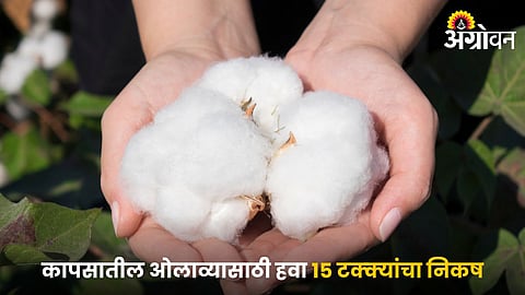 Cotton