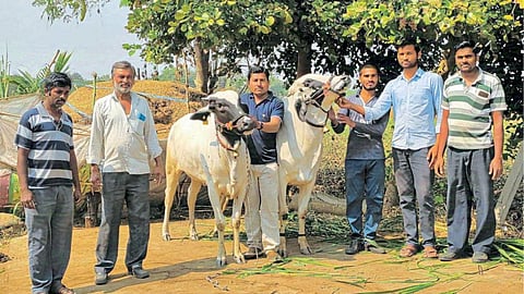 Desi Cow