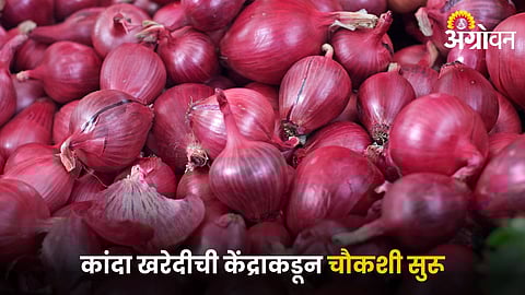 Onion