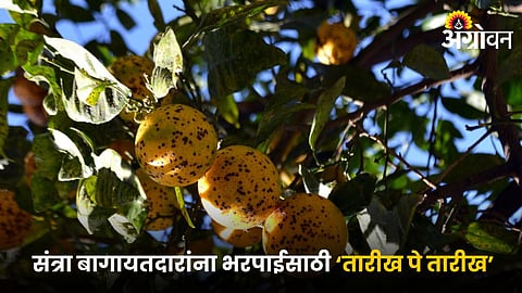 Orange Orchard
