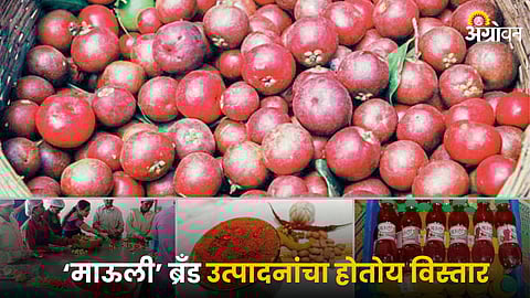 Mauli Brand Processing Industry