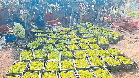 Grape Season