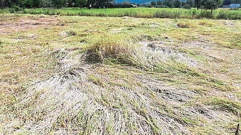 Crop Damage Compensation