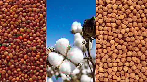 Agriculture Commodity Market