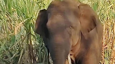 Sugarcane Crop Kolhapur