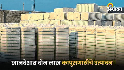 Cotton Market