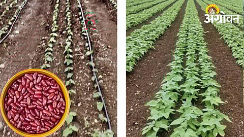 Rajma Crop