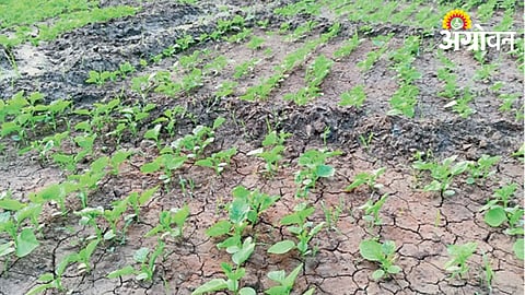 Vegetable Crop