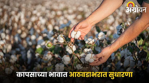 Cotton
