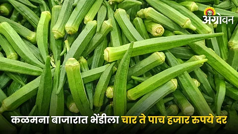 Okra