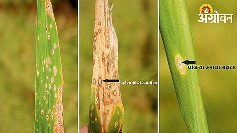 Leaf Spot Disease