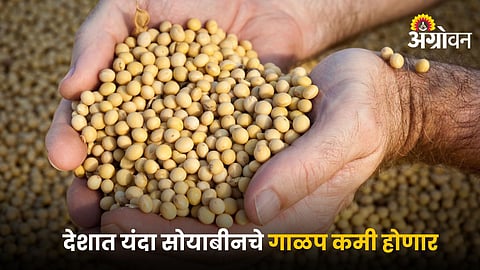 Soybean