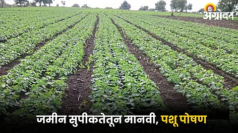 Agriculture