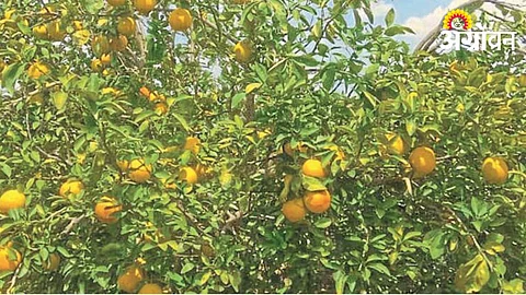 Mosambi Crop