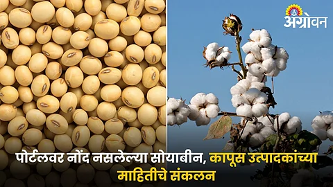 Soybean Cotton