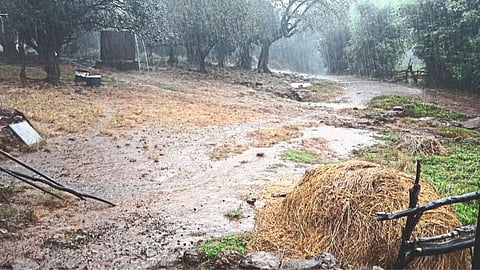 Unseasonal Rain Kolhapur