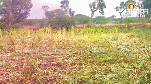 Crop Damage