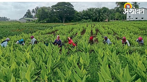 Turmeric Management