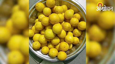 Lemon