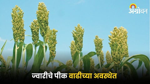 Jowar