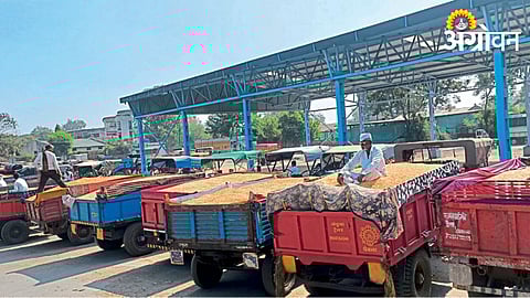 Maize Market
