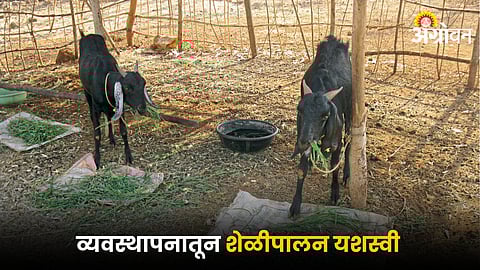 Goat Farming
