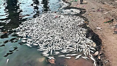 Warna River Kolhapur