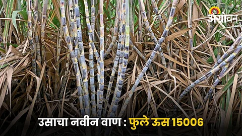 Phule Sugarcane 15006