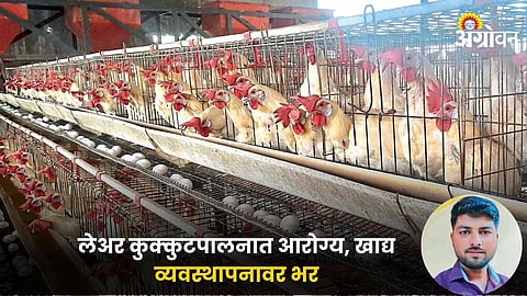 Poultry