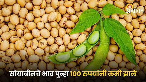 Soybean
