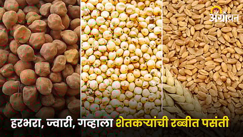 Chana, Jowar and Wheat